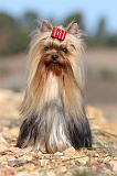 YORKSHIRE TERRIER 174
